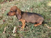Dax, a male Miniature Dachshund for sale in Hartville, MO – 6 of 10