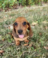Charlie, a male Miniature Dachshund for sale in Hartville, MO – 3 of 10