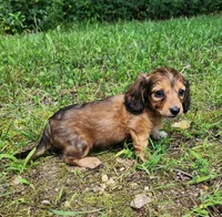 Annie , a female Miniature Dachshund for sale in Hartville, MO – 7 of 10