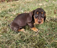 Felix, a male Miniature Dachshund for sale in Hartville, MO – 9 of 10