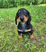 Walker, a male Miniature Dachshund for sale in Hartville, MO – 9 of 10