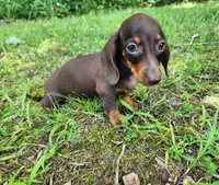 Wendy, a female Miniature Dachshund for sale in Hartville, MO – 5 of 10