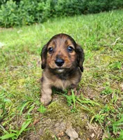 Apollo , a male Miniature Dachshund for sale in Hartville, MO – 7 of 10
