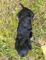 Alice , a female Miniature Dachshund for sale in Hartville, MO – 7 of 10