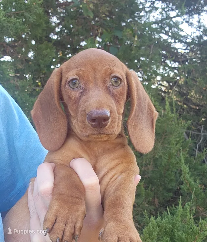 Finn – Miniature Dachshund puppy for sale in Hartville, MO