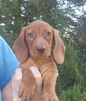 Finn, a male Miniature Dachshund for sale in Hartville, MO – 1 of 6