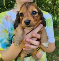 Annie , a female Miniature Dachshund for sale in Hartville, MO – 2 of 10