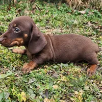 Parker , a male Miniature Dachshund for sale in Hartville, MO – Photo 5 of 10