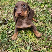 Parker , a male Miniature Dachshund for sale in Hartville, MO – Photo 2 of 10