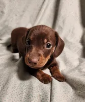 Parker , a male Miniature Dachshund for sale in Hartville, MO – Photo 2 of 10