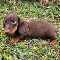 Parker , a male Miniature Dachshund for sale in Hartville, MO – Photo 6 of 10