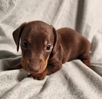 Parker , a male Miniature Dachshund for sale in Hartville, MO – Photo 5 of 10