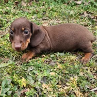 Parker , a male Miniature Dachshund for sale in Hartville, MO – Photo 3 of 10