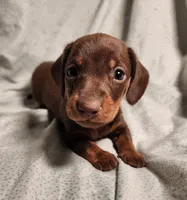 Parker , a male Miniature Dachshund for sale in Hartville, MO – Photo 10 of 10