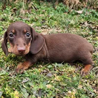 Parker , a male Miniature Dachshund for sale in Hartville, MO – Photo 1 of 10