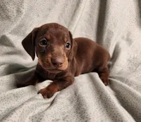 Parker , a male Miniature Dachshund for sale in Hartville, MO – Photo 4 of 10