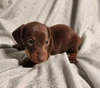 Parker , a male Miniature Dachshund for sale in Hartville, MO – Photo 7 of 10