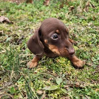 Parker , a male Miniature Dachshund for sale in Hartville, MO – Photo 4 of 10