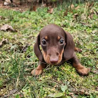 Parker , a male Miniature Dachshund for sale in Hartville, MO – Photo 9 of 10