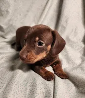Parker , a male Miniature Dachshund for sale in Hartville, MO – Photo 3 of 10