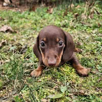 Parker , a male Miniature Dachshund for sale in Hartville, MO – Photo 10 of 10