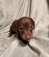 Parker , a male Miniature Dachshund for sale in Hartville, MO – Photo 8 of 10