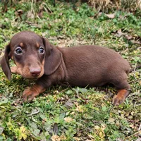 Parker , a male Miniature Dachshund for sale in Hartville, MO – Photo 7 of 10