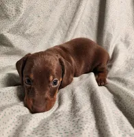 Parker , a male Miniature Dachshund for sale in Hartville, MO – Photo 6 of 10