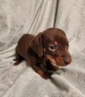 Parker , a male Miniature Dachshund for sale in Hartville, MO – Photo 9 of 10
