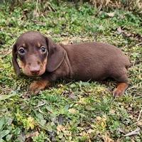 Parker , a male Miniature Dachshund for sale in Hartville, MO – Photo 8 of 10