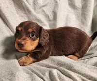 Nico, a male Miniature Dachshund for sale in Hartville, MO – Photo 2 of 10