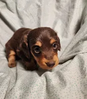 Nico, a male Miniature Dachshund for sale in Hartville, MO – Photo 9 of 10