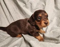 Nico, a male Miniature Dachshund for sale in Hartville, MO – Photo 1 of 10