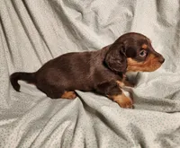 Nico, a male Miniature Dachshund for sale in Hartville, MO – Photo 6 of 10
