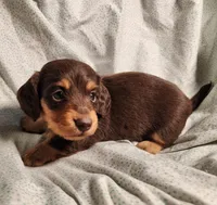 Nico, a male Miniature Dachshund for sale in Hartville, MO – Photo 5 of 10