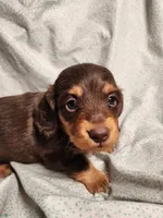 Nico, a male Miniature Dachshund for sale in Hartville, MO – Photo 7 of 10