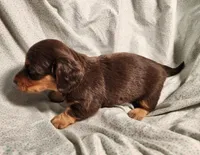 Nico, a male Miniature Dachshund for sale in Hartville, MO – Photo 4 of 10