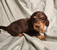 Nico, a male Miniature Dachshund for sale in Hartville, MO – Photo 8 of 10