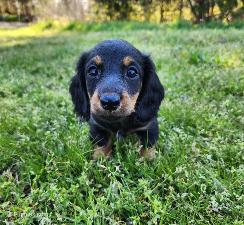 Rocky  – Miniature Dachshund puppy for sale in Hartville, MO