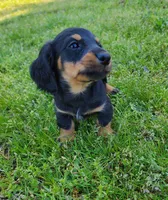 Rocky , a male Miniature Dachshund for sale in Hartville, MO – Photo 2 of 9