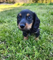 Rocky , a male Miniature Dachshund for sale in Hartville, MO – Photo 7 of 9