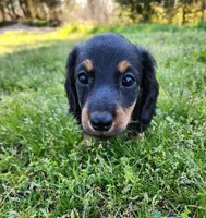 Rocky , a male Miniature Dachshund for sale in Hartville, MO – Photo 9 of 9