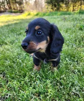Rocky , a male Miniature Dachshund for sale in Hartville, MO – Photo 8 of 9