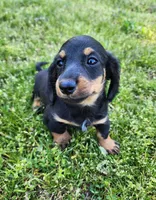 Rocky , a male Miniature Dachshund for sale in Hartville, MO – Photo 3 of 9