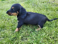 Rocky , a male Miniature Dachshund for sale in Hartville, MO – Photo 5 of 9