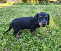Rocky , a male Miniature Dachshund for sale in Hartville, MO – Photo 4 of 9