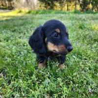 Rocky , a male Miniature Dachshund for sale in Hartville, MO – Photo 6 of 9