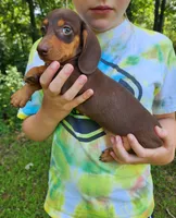 Wilbur, a male Miniature Dachshund for sale in Hartville, MO – 6 of 10