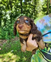 Alfie, a male Miniature Dachshund for sale in Hartville, MO – 3 of 10