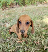 Charlie, a male Miniature Dachshund for sale in Hartville, MO – 6 of 10